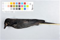 藏品(大卷尾)的圖片